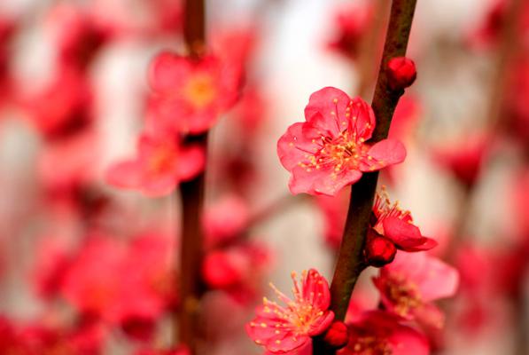 梅花常见病害与防治