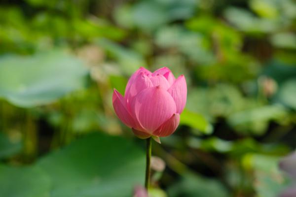 平顶山适合养什么花，市花和市树是什么