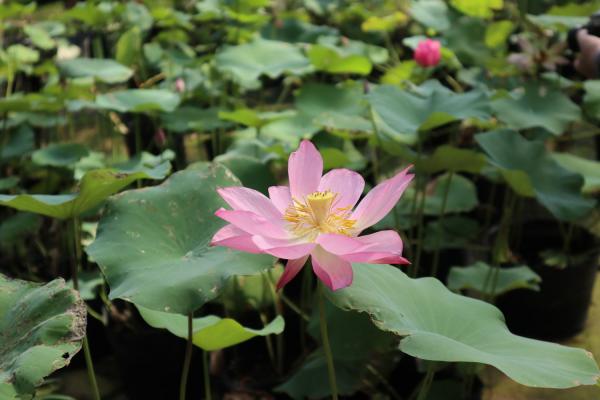 许昌适合养什么花，市花和市树是什么