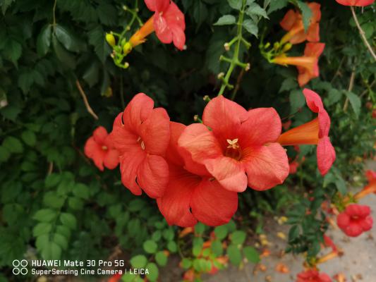 新乡适合养什么花，市花和市树是什么