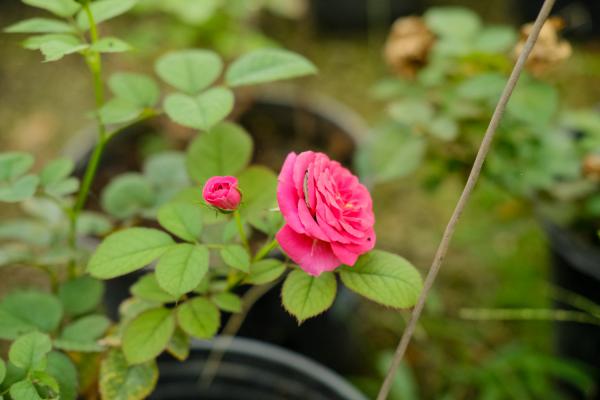 襄樊适合养什么花，市花和市树是什么