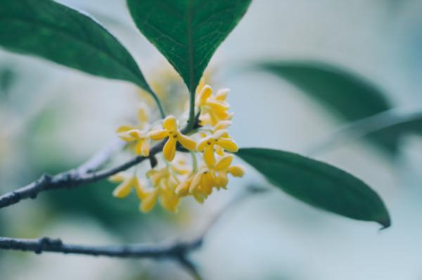 荆州适合养什么花，市花和市树是什么