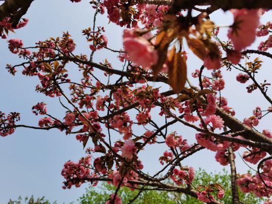 宜昌适合养什么花，市花和市树是什么