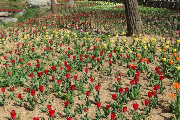 荆门适合养什么花，市花和市树是什么