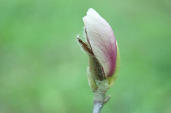 衡阳适合养什么花，市花和市树是什么