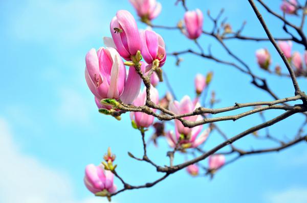 湘潭适合养什么花，市花和市树是什么