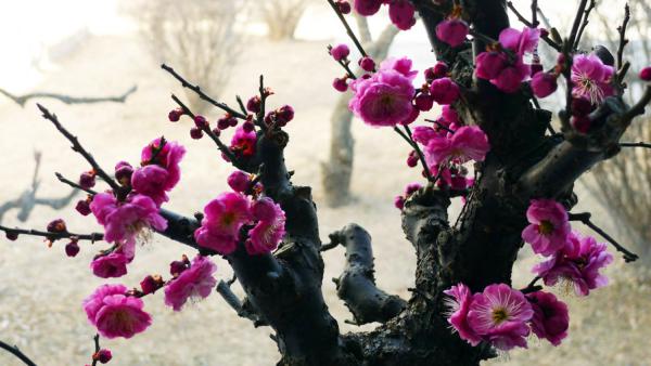 雅安适合养什么花，市花和市树是什么