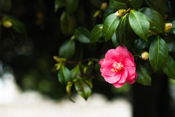 龙岩适合养什么花，市花和市树是什么