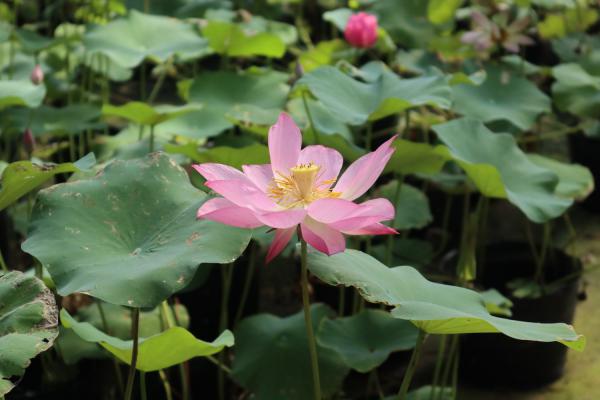 铜陵适合养什么花，市花和市树是什么