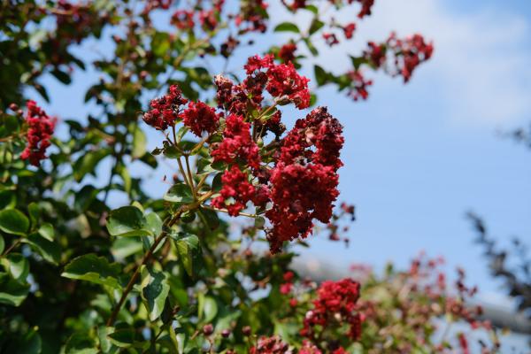 景德镇适合养什么花，市花和市树是什么