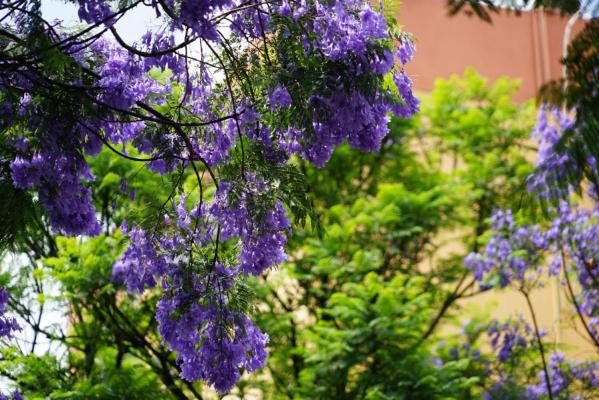 大理适合养什么花，市花和市树是什么