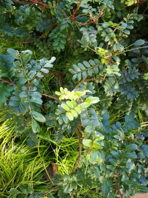 思茅适合养什么花，市花和市树是什么