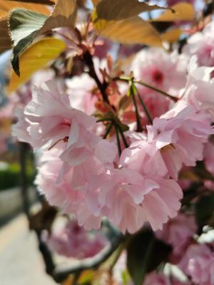 无锡适合养什么花，市花和市树是什么