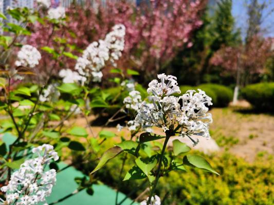 白银适合养什么花，市花和市树是什么