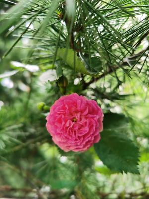 阜新适合养什么花，市花和市树是什么