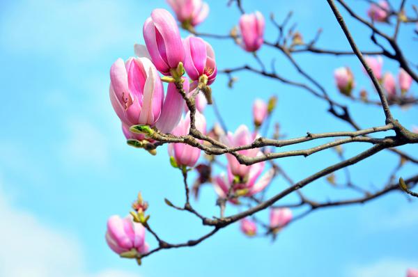 营口适合养什么花，市花和市树是什么