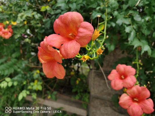 抚顺适合养什么花，市花和市树是什么