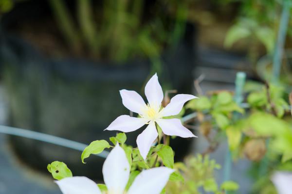 沧州适合养什么花，市花和市树是什么