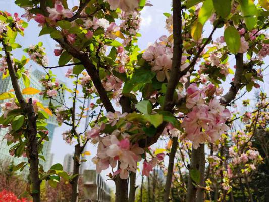 阳江适合养什么花，市花和市树是什么