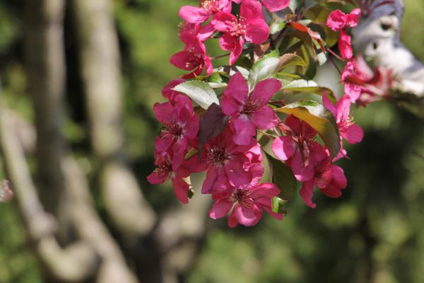 通辽适合养什么花，市花和市树是什么