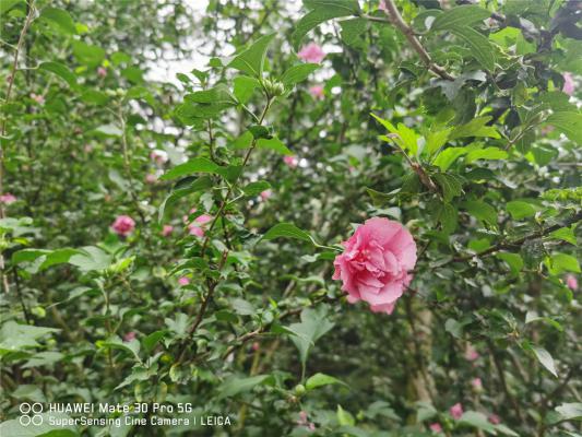 阳泉适合养什么花，市花和市树是什么