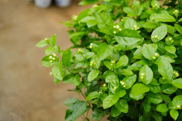 茉莉花可以用淘米水浇吗，浇花生虫怎么办