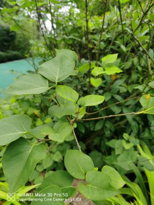 丁香花的介绍，丁香花的品种