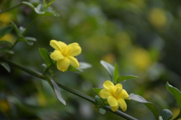 迎春花价格，迎春花图片