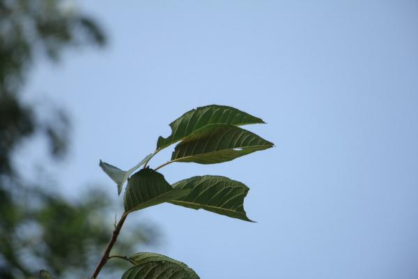 玉渊潭樱花节