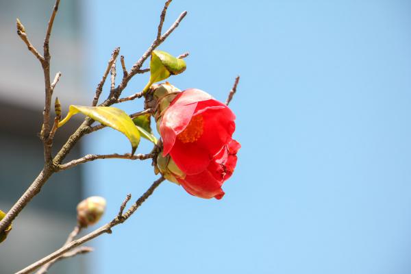 茶花小苗价格