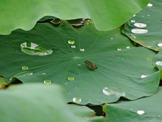 水生植物的生长需要什么