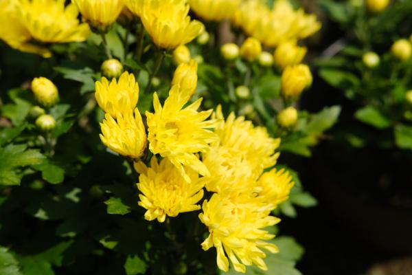 菊花一般什么时候浇水