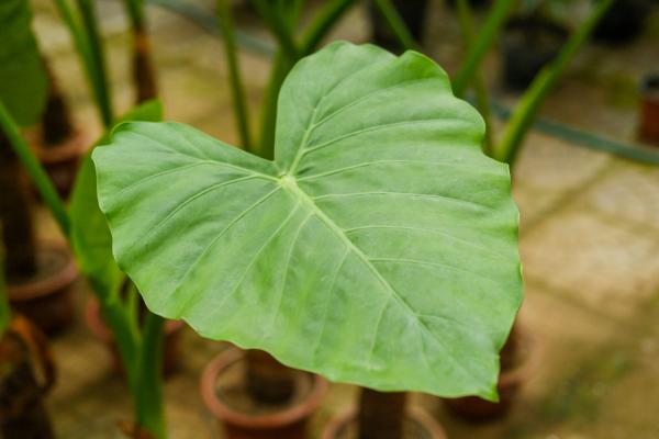 滴水观音几月份开花