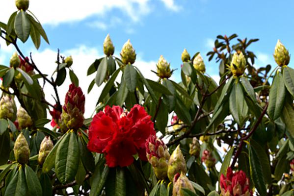 杜鹃花什么时候开