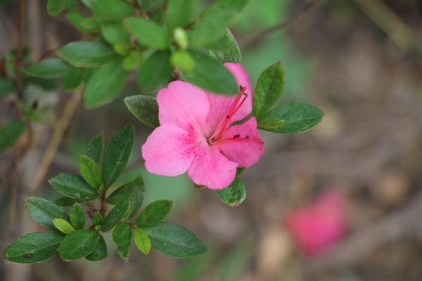 西洋鹃的花期和养护方法