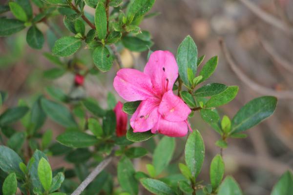 杜鹃花冬天能开花吗