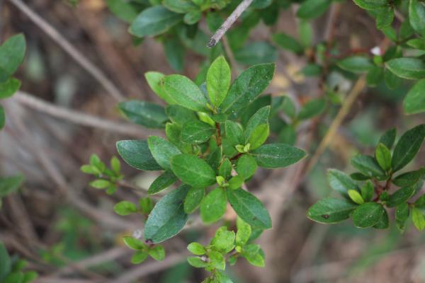 茶花杜鹃的养护方法及注意事项