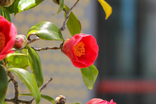 茶花的度夏管理