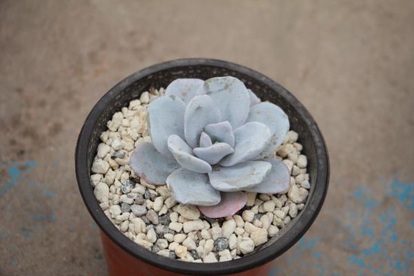 多肉植物雪莲播种常见问题