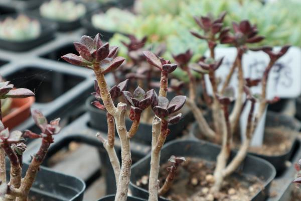 多肉植物酥皮鸭的养护要点