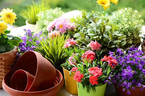 霜之朝开完花会死吗