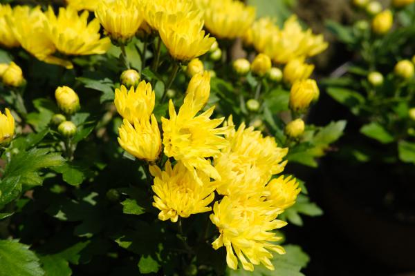 菊花小苗怎么养，什么季节种最好