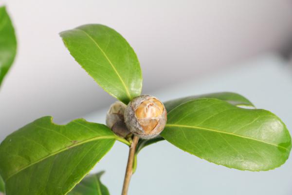 茶花对水分的要求