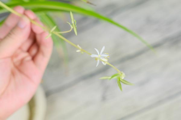 吊兰几天浇一次水