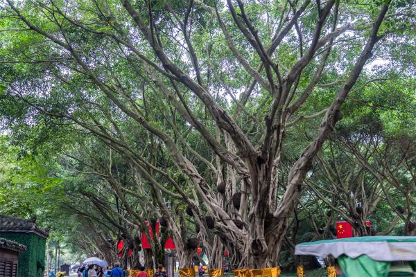 给榕树换土加什么肥料