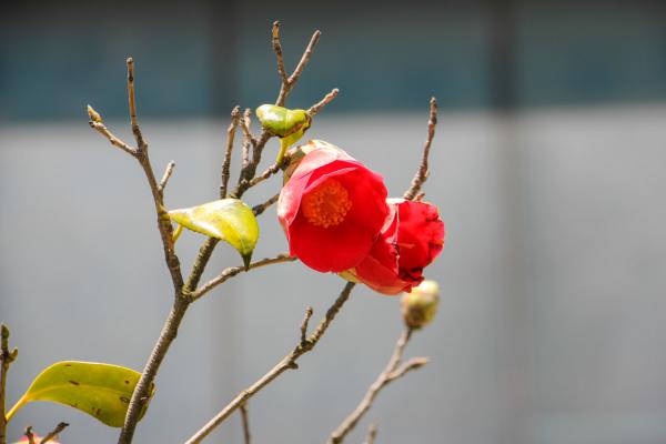 养“茶花”时，仔细注意这“3点”，花期开花开满枝，赛...