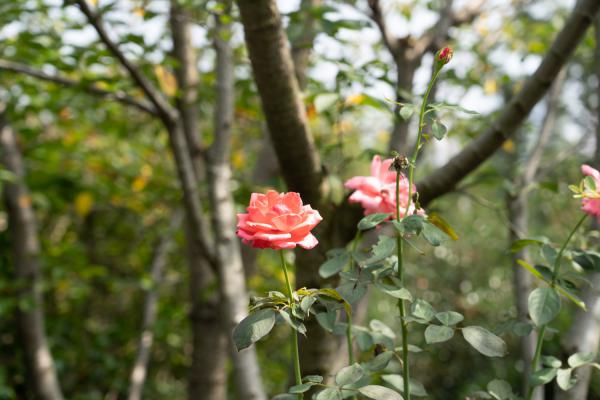 月季花秋天怎么养