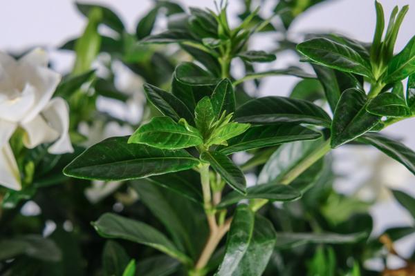 如何让栀子花枝繁叶茂