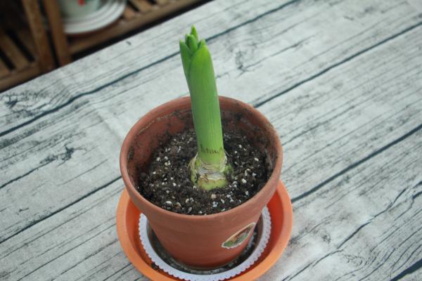 风信子花谢了怎么处理