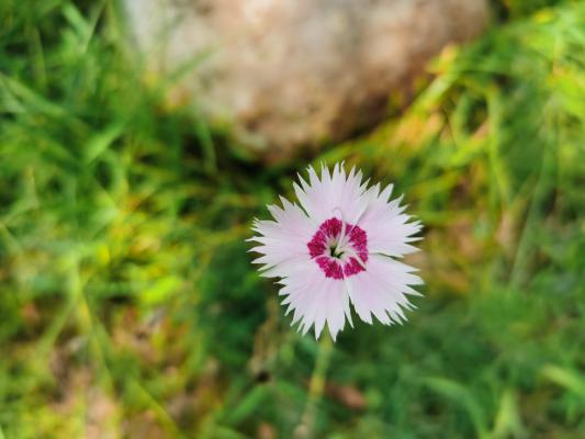 石竹开花前后怎么养护